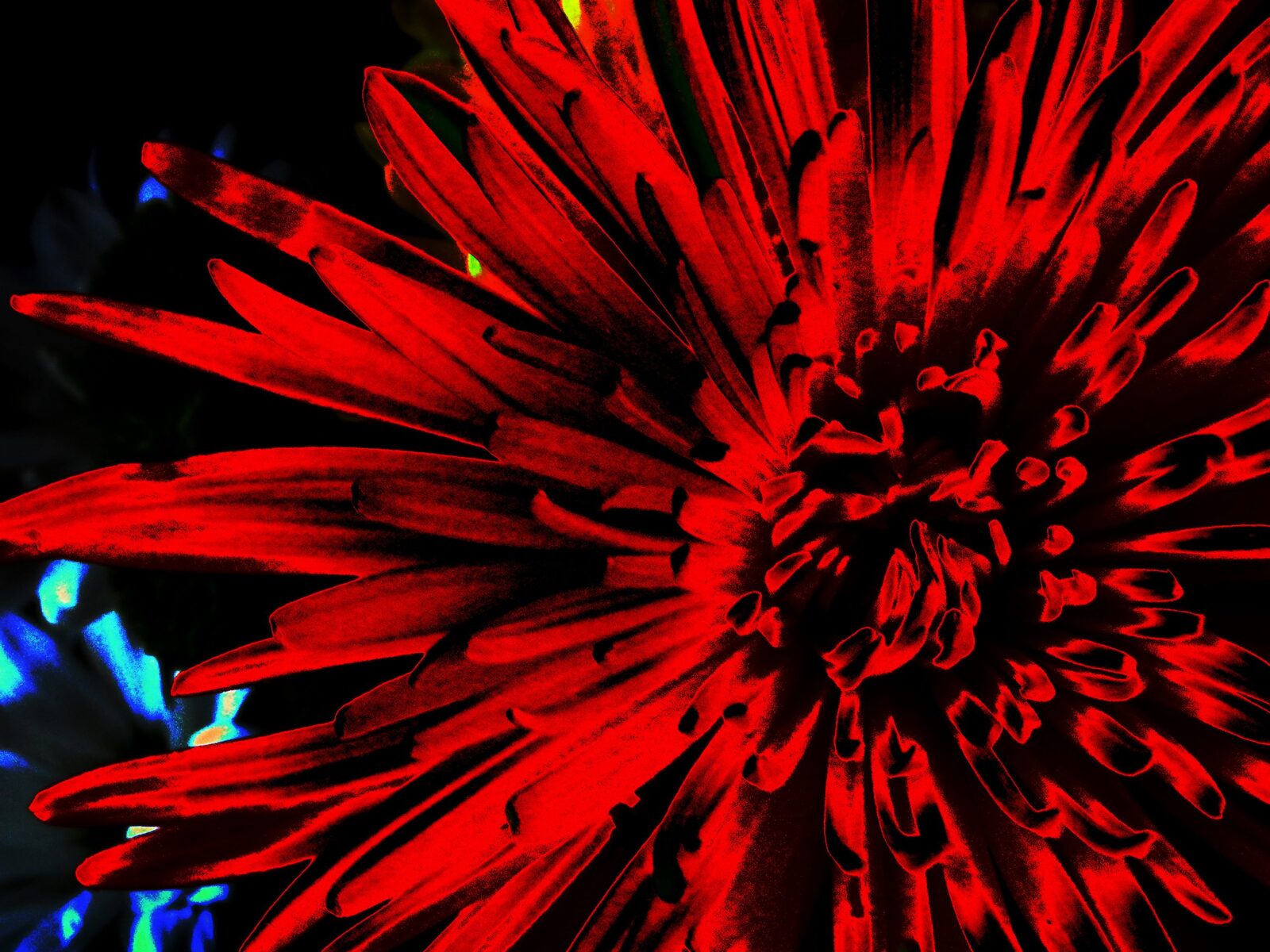 Black Out (Red) — an original florals painting by Debra Karen Werner