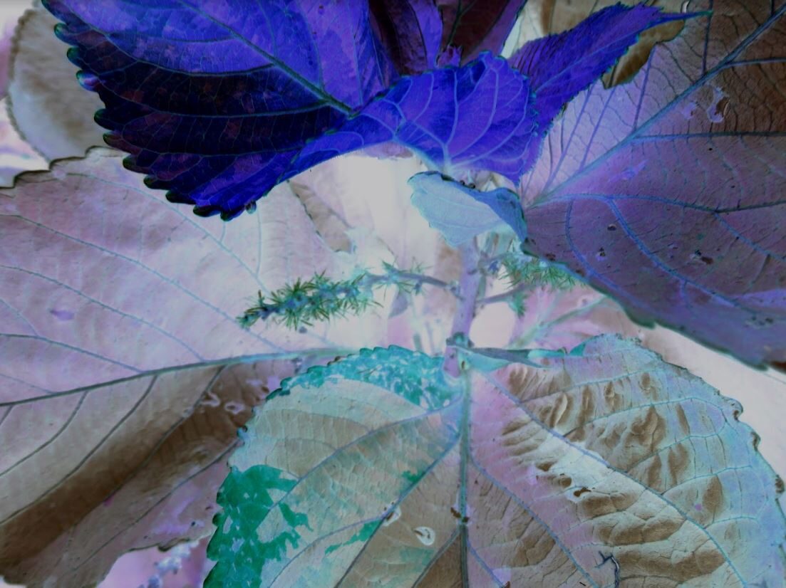 Blue Leaf — an original abstract nature painting by Debra Karen Werner