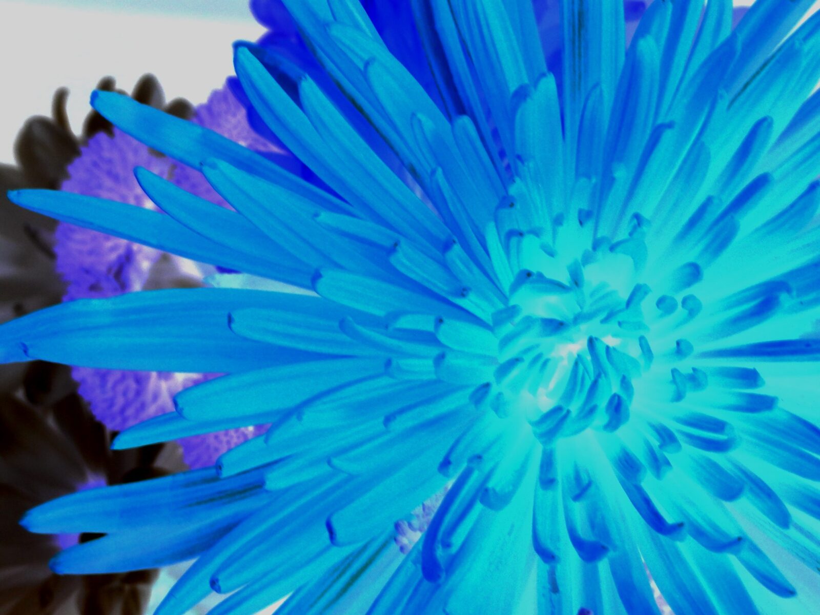 Blue Out — an original florals painting by Debra Karen Werner