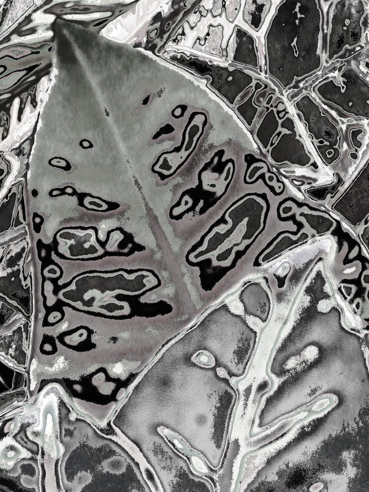 Black & White Leaf — an original still life painting by Debra Karen Werner