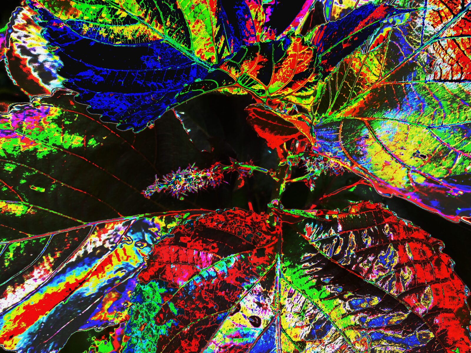 Crazy Cooper — an original abstract nature painting by Debra Karen Werner