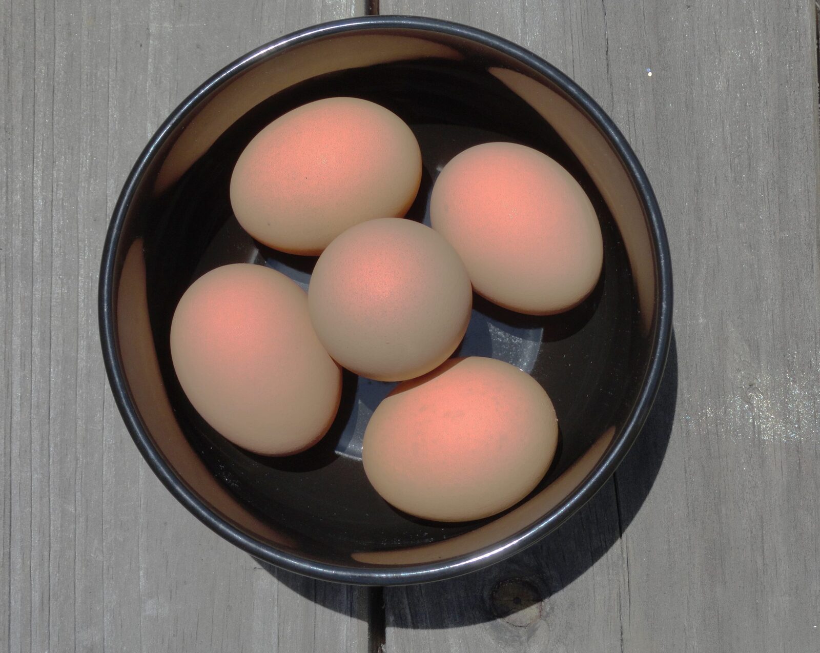 Glowing Eggs in a Black Bowl — an original still life painting by Debra Karen Werner