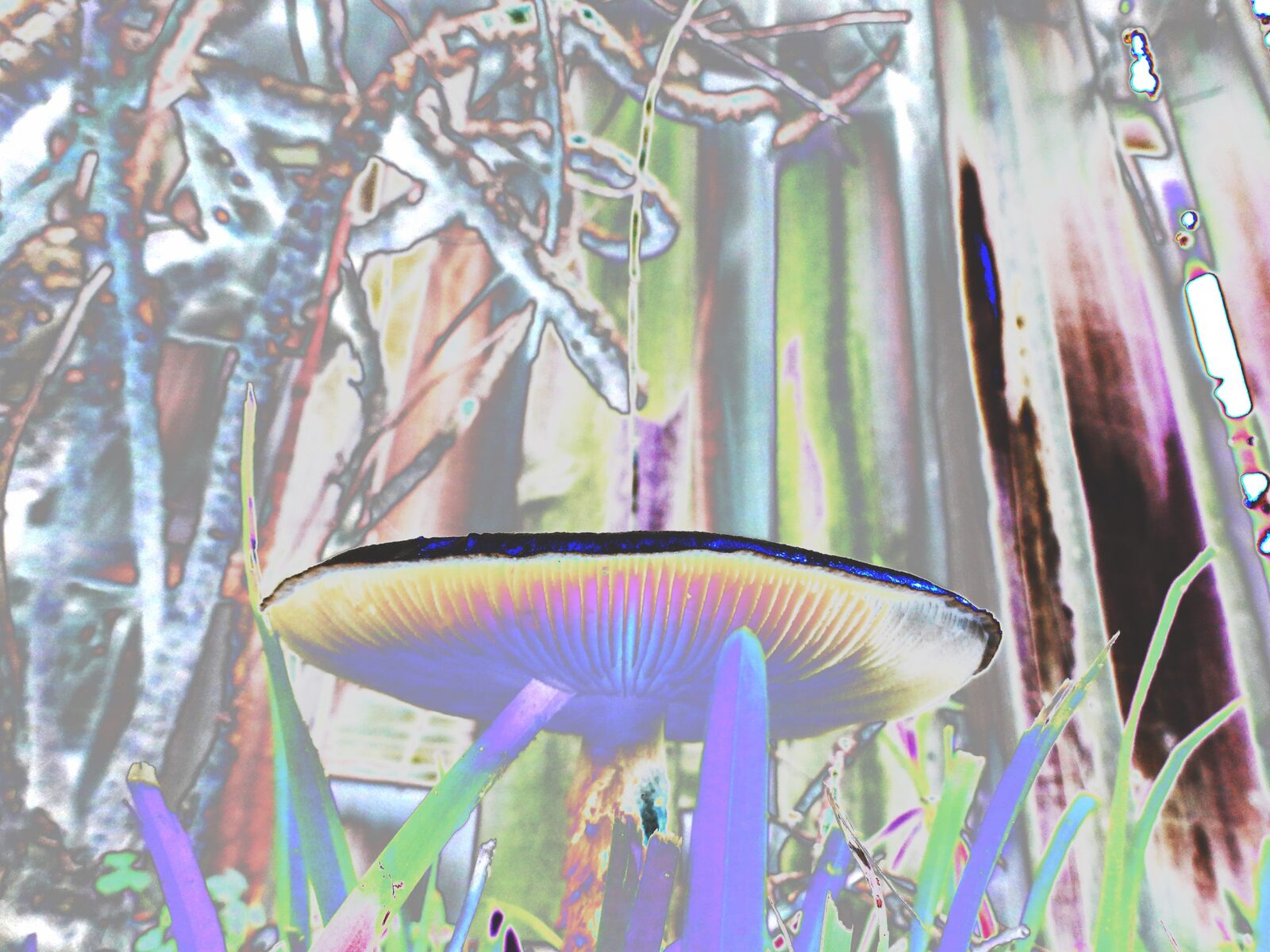 Magic Mushroom — an original abstract nature painting by Debra Karen Werner