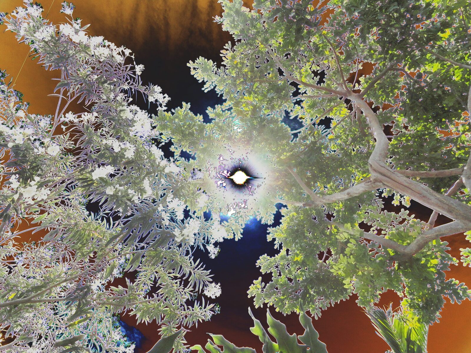 Reverse Eye in the Sky — an original abstract nature painting by Debra Karen Werner