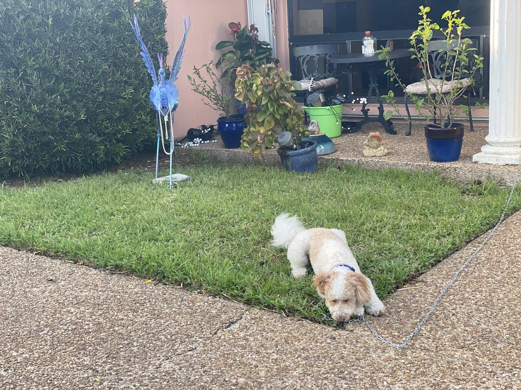 Debra's dog in the garden in front of her Fort Lauderdale home