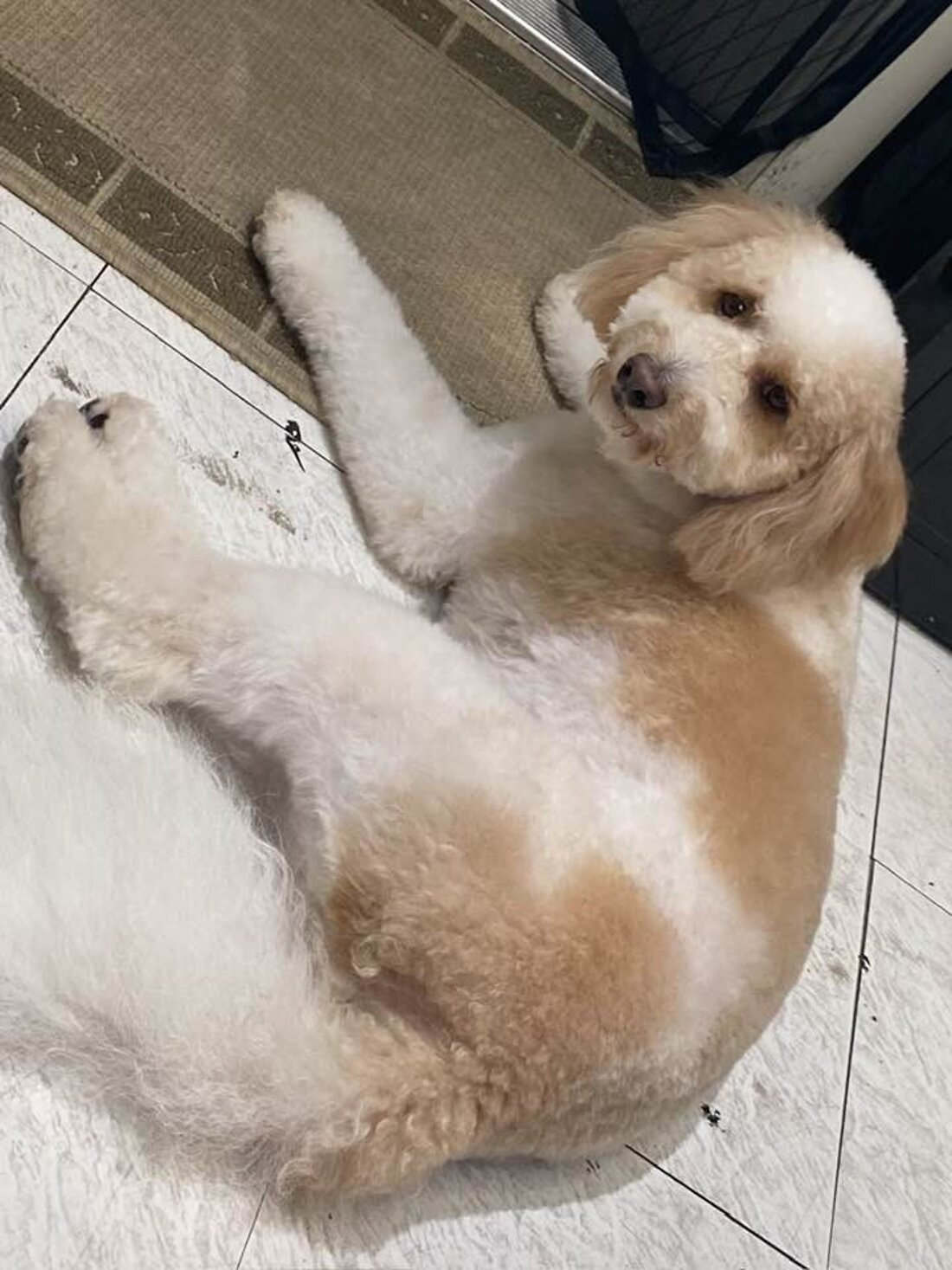 Debra's dog, a cream-colored poodle